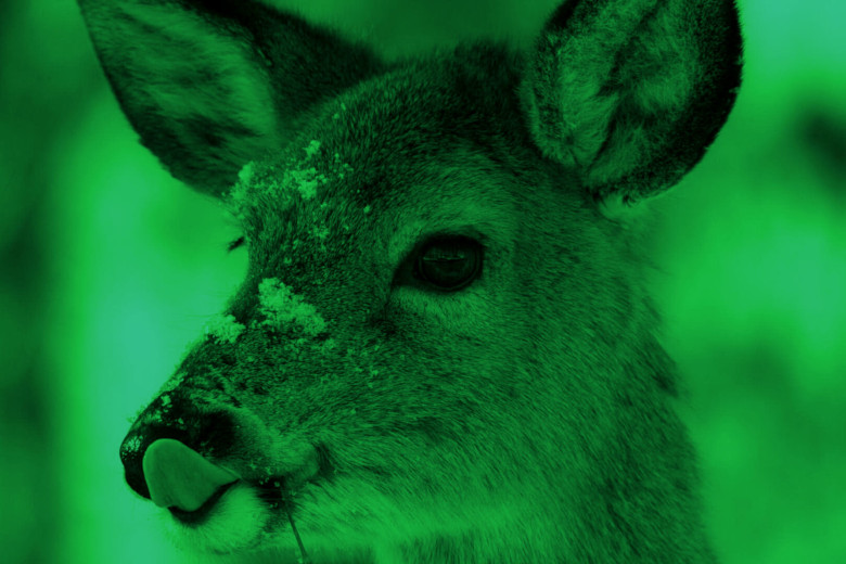 deer greenish tripnoid pr